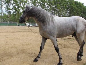 Ampliar
