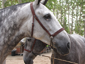 Ampliar