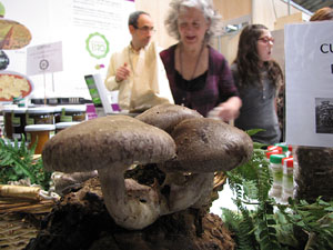 Eco.Si 2013. Fira de la cultura ecol&ograve;gica de Girona