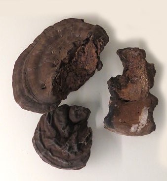Bolets de soca, esca per fer foc (Ganoderma adspersum)
