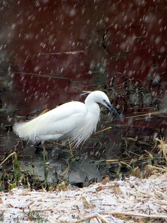 Neu a l'Onyar amb un martinet blanc