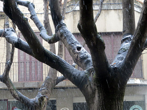 Arbres de la Rambla de la Llibertat