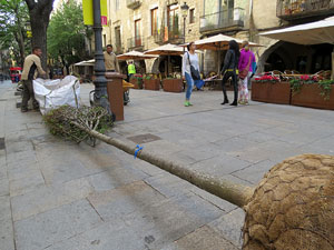 Renovaci&oacute; de til&middot;lers a la Rambla de la Llibertat. Plantat de nous exemplars