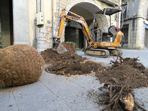 Renovaci&oacute; de til&middot;lers a la Rambla de la Llibertat. Plantat de nous exemplars
