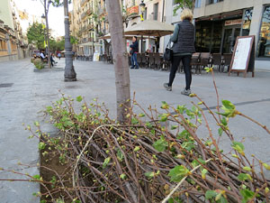 Renovaci&oacute; de til&middot;lers a la Rambla de la Llibertat. Plantat de nous exemplars