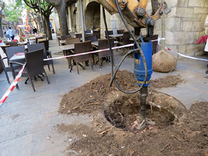 Renovaci&oacute; de til&middot;lers a la Rambla de la Llibertat. Plantat de nous exemplars