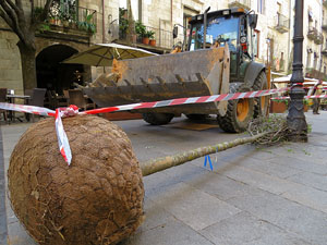 Renovaci&oacute; de til&middot;lers a la Rambla de la Llibertat. Plantat de nous exemplars