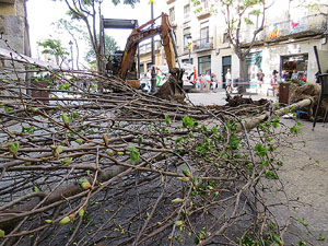 Renovaci&oacute; de til&middot;lers a la Rambla de la Llibertat. Plantat de nous exemplars