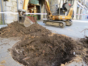 Renovaci&oacute; de til&middot;lers a la Rambla de la Llibertat. Plantat de nous exemplars