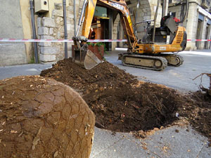 Renovaci&oacute; de til&middot;lers a la Rambla de la Llibertat. Plantat de nous exemplars