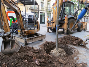 Renovaci&oacute; de til&middot;lers a la Rambla de la Llibertat. Plantat de nous exemplars