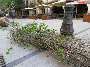 Renovaci&oacute; de til&middot;lers a la Rambla de la Llibertat. Plantat de nous exemplars