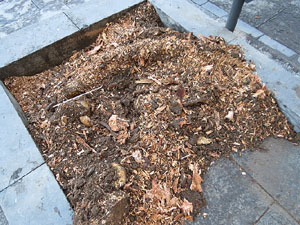 Renovaci&oacute; de til&middot;lers a la Rambla de la Llibertat. Plantat de nous exemplars