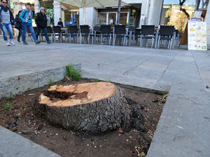 Renovaci&oacute; de til&middot;lers a la Rambla de la Llibertat. La tala dels arbres malalts