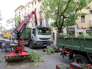 Renovaci&oacute; de til&middot;lers a la Rambla de la Llibertat. La tala dels arbres malalts