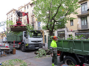 Renovaci&oacute; de til&middot;lers a la Rambla de la Llibertat. La tala dels arbres malalts