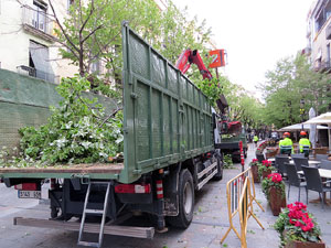Renovaci&oacute; de til&middot;lers a la Rambla de la Llibertat. La tala dels arbres malalts