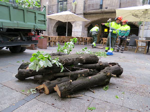 Renovaci&oacute; de til&middot;lers a la Rambla de la Llibertat. La tala dels arbres malalts