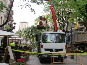 Renovaci&oacute; de til&middot;lers a la Rambla de la Llibertat. La tala dels arbres malalts