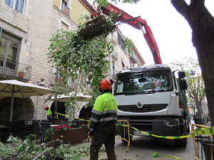 Renovaci&oacute; de til&middot;lers a la Rambla de la Llibertat. La tala dels arbres malalts