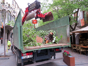 Renovaci&oacute; de til&middot;lers a la Rambla de la Llibertat. La tala dels arbres malalts