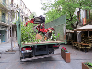 Renovaci&oacute; de til&middot;lers a la Rambla de la Llibertat. La tala dels arbres malalts