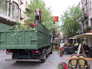 Renovaci&oacute; de til&middot;lers a la Rambla de la Llibertat. La tala dels arbres malalts