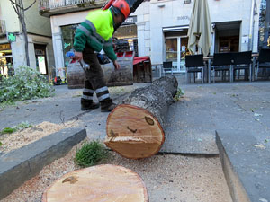 Renovaci&oacute; de til&middot;lers a la Rambla de la Llibertat. La tala dels arbres malalts