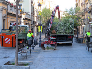 Renovaci&oacute; de til&middot;lers a la Rambla de la Llibertat. La tala dels arbres malalts