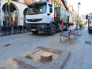 Renovaci&oacute; de til&middot;lers a la Rambla de la Llibertat. La tala dels arbres malalts