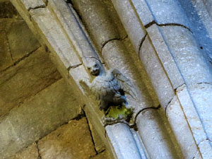 Visita guiada 'Aus centen&agrave;ries' a la Catedral de Girona