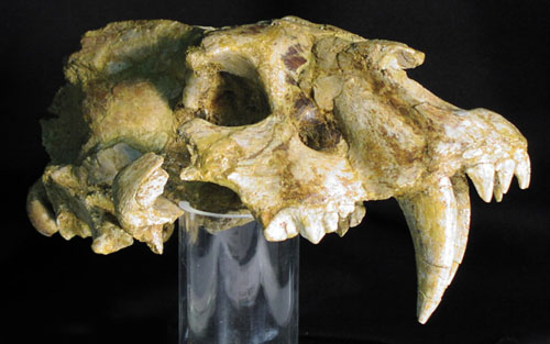 Gran fel&iacute; amb dents de sabre (Homotherium latidens)