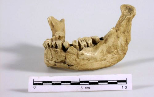 La mand&iacute;bula neandertal de Banyoles (45-66.000 aC)
