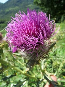 Flor de card. Sant Mart&iacute; de Surroca