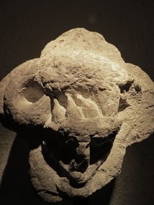 Fragment de capitell. Representaci&oacute; d'ocells. Pedra. Segle XIV